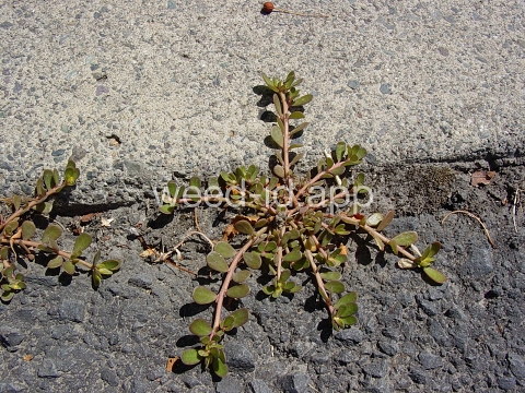 purslane, common